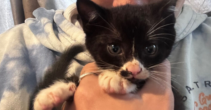 Two kittens. Both males