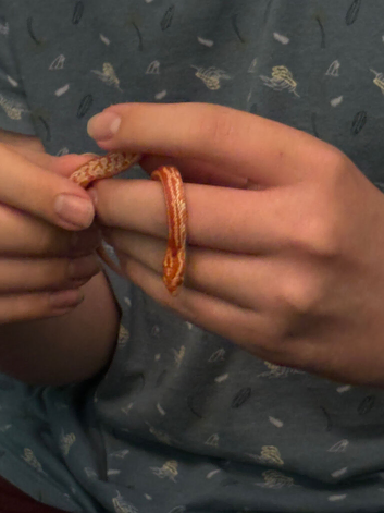 Juvenile corn snake