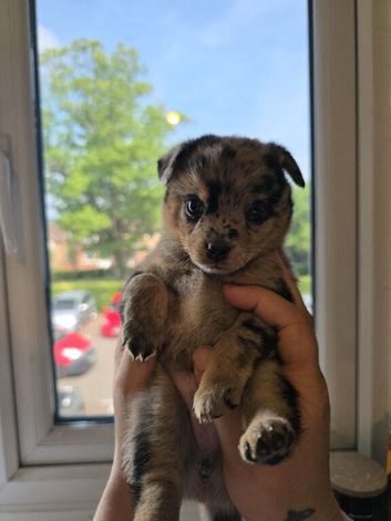 4 Beautiful Pomchi x Pups ready to reserve