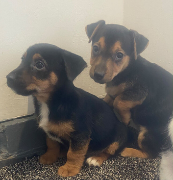 Stunning Jack Russell puppies