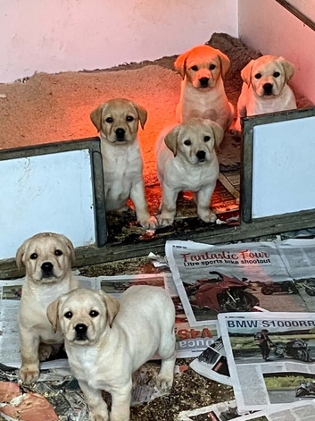 UNEXPECTEDLY FOR SALE Labrador dog puppy