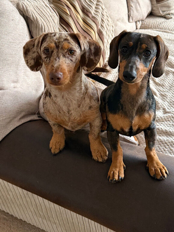 2 bonded girls looking for new home