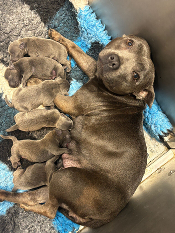Adorable blue Staffordshire bull terriers puppies