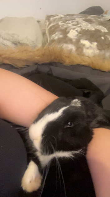 rabbit for sale