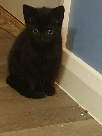2 male 1 female kitten