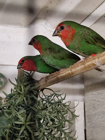Trio of redfaced parrot finch for sale &pound;140
