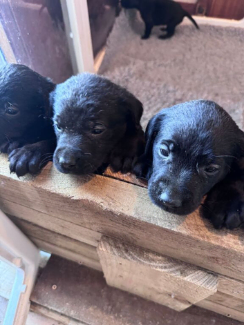 Labrador Retriever