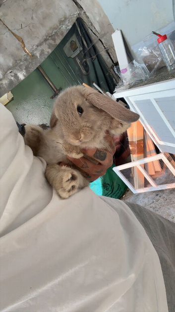 Mini lops