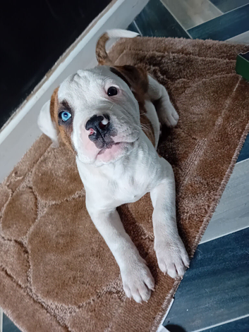 American bulldog puppies