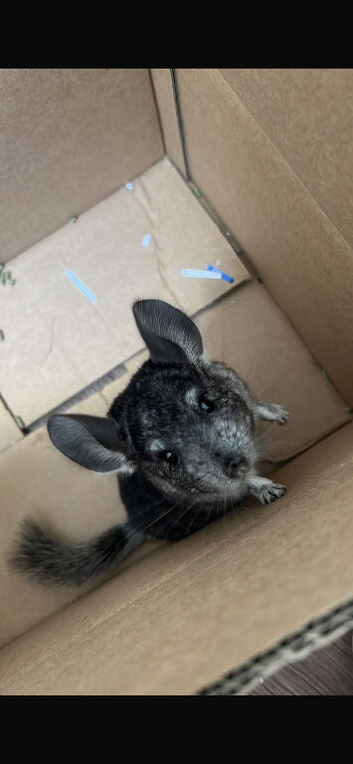 male chinchilla