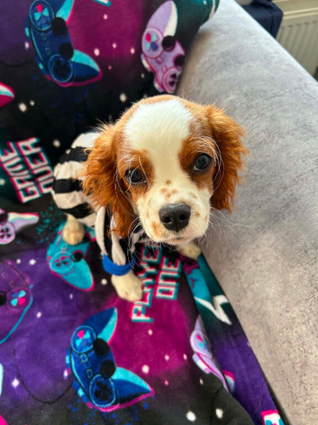 Cavalier King Charles