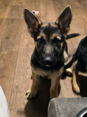 Female german shepherd pup