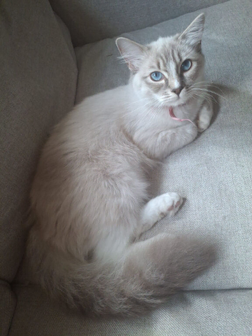 beautiful ragdoll queen forsale