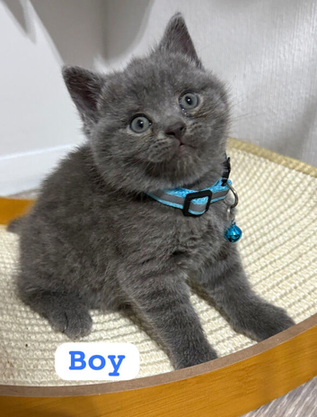 Urgent kittens reduced