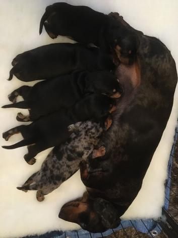 Miniature dachshund puppies