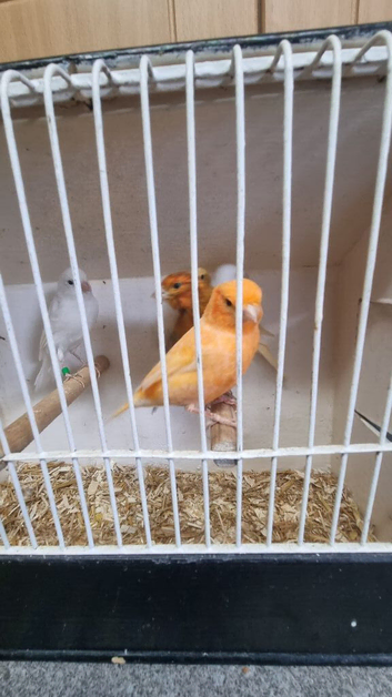 Red factor canaries