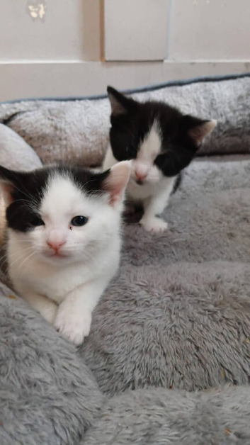 two male kittens for sale