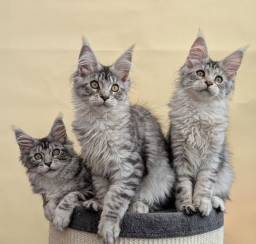 Maine coon kittens