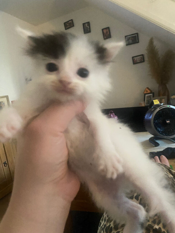 3 flurry kittens