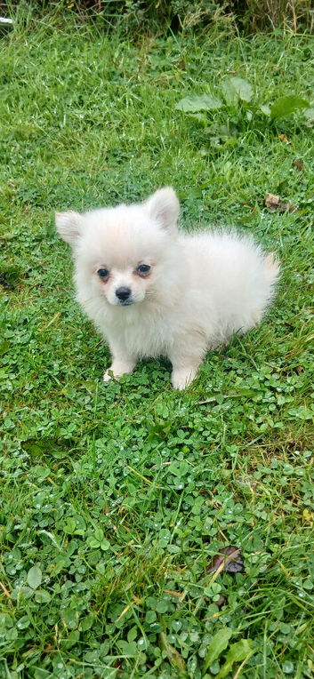 Pomchi (teacup pom/chihuahua)
