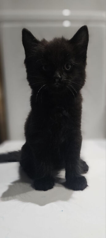 I have a litter of 5 mixed colored kittens for sale
