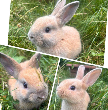 Cute Bunnies
