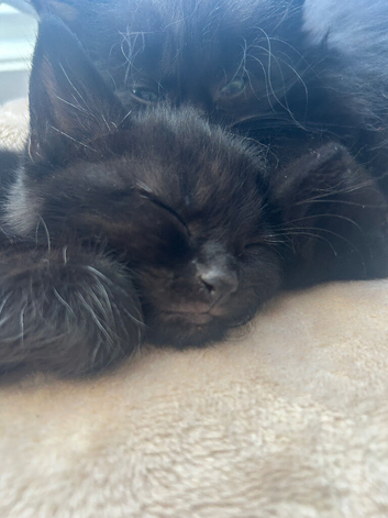 4 beautiful kittens 8 weeks old