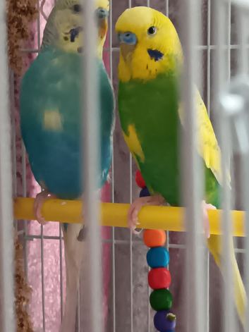 2 young budgies with cage and food