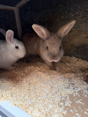 Rabbits
