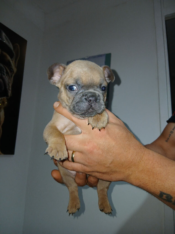 French bulldog female puppy