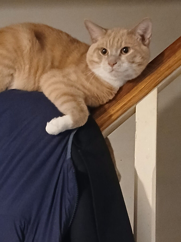 Two adult 2 year old cats looking for s new home