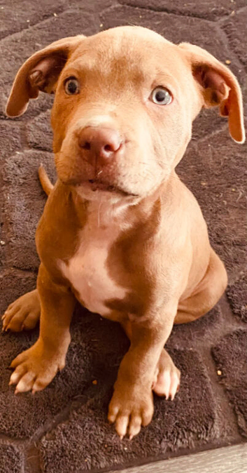 American staff x sharpei