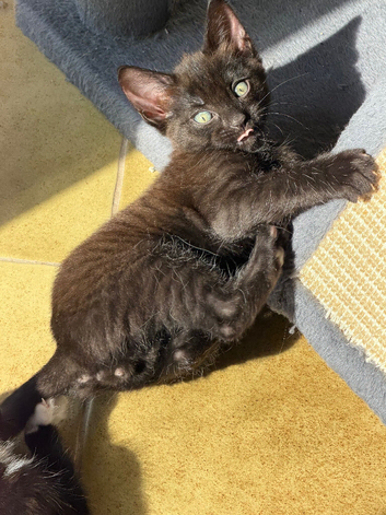 ragdoll cross