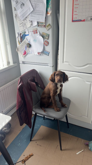 Little brown sprocker puppy