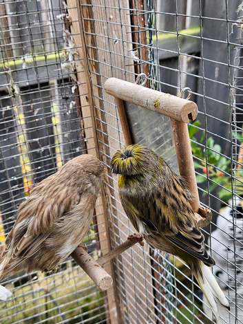Gloster Canary Pair