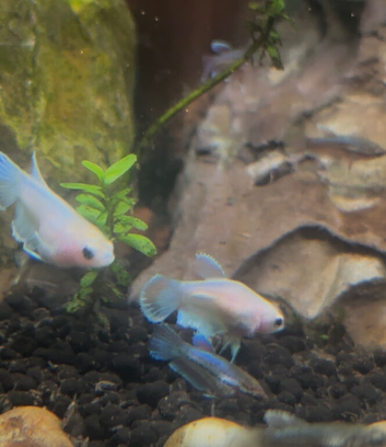 2 months