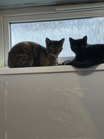 2 x 7 months old kittens