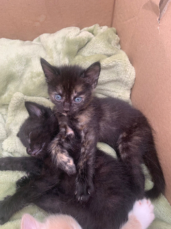 2 Kittens Looking for Their Forever Homes