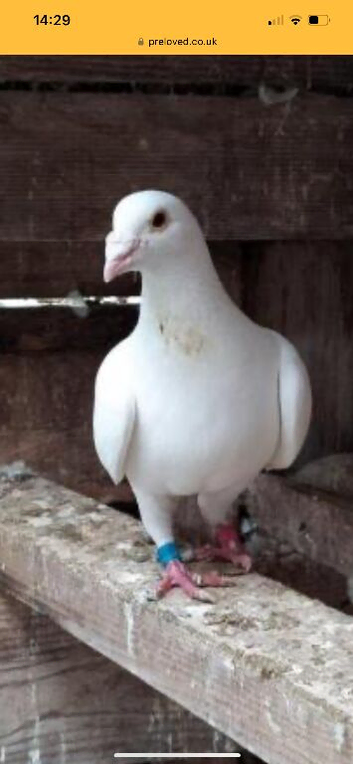 PURE WHITE LOGAN PIGEON