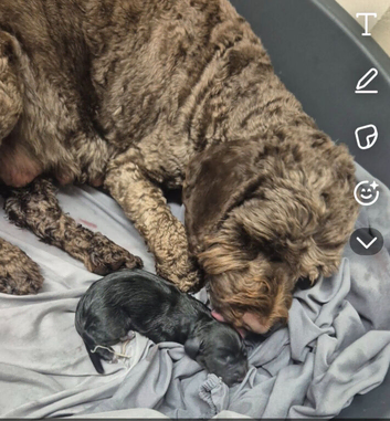 Cockapoo pups