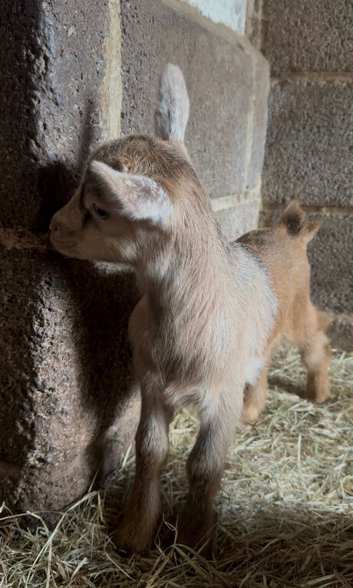 Beautiful Pygmy goats