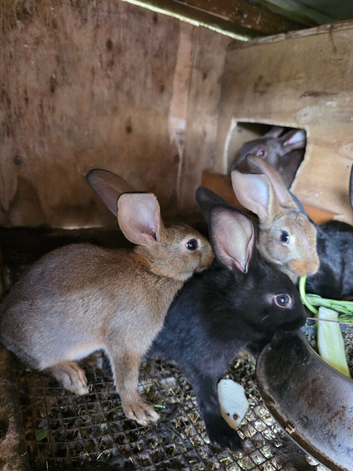Belgian Hare Black