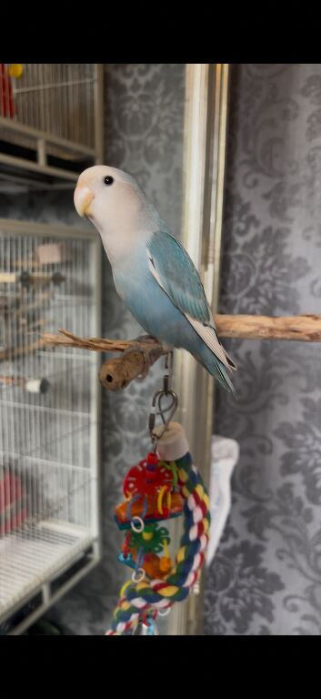 Hand fed tame love bird