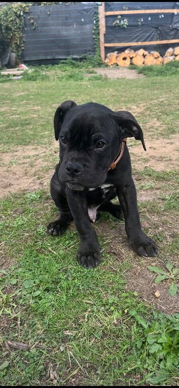 cane corso boy puppy