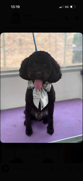 Cavapoo for rehoming