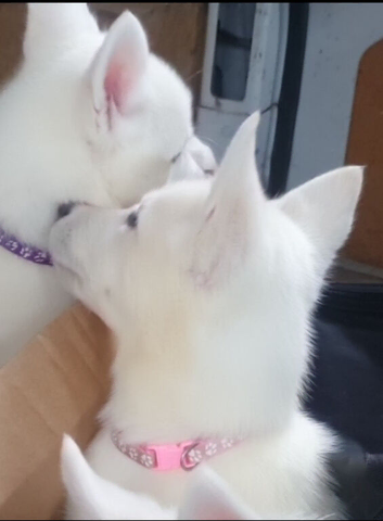 2 Beautiful female White Husky Puppies Ready for Their Forever Homes