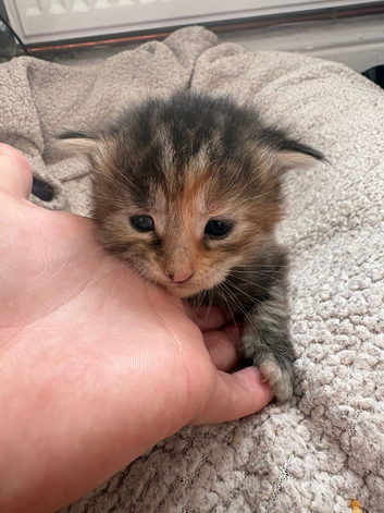 Maincoon X Norwegian Forrest