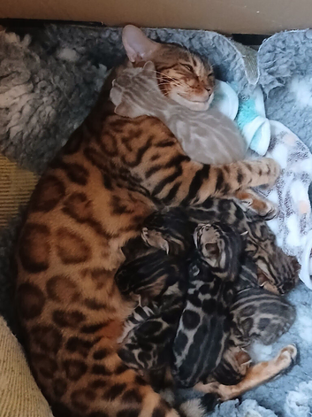Family TICA Bengal Kittens