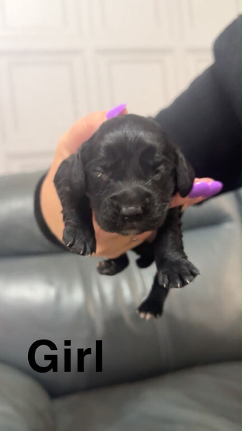 Sprocker puppies