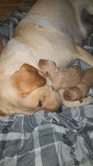 Labrador puppies